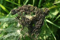 Small Tortoiseshell larvae - Simon Rasch