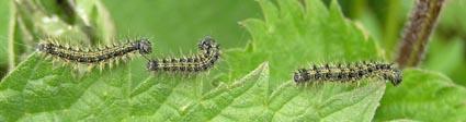 Small Tortoiseshell larvae on the move 2005 - Andrew Wood
