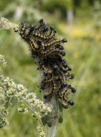 Small Tortoiseshell larvae 2004 - Lee Browne