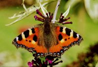 Small Tortoiseshell 2001 - Keith Mitchell