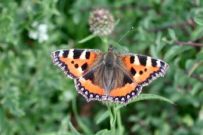 Small Tortoiseshell 2002 - Nick Sampford