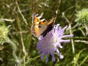 Small Tortoiseshell 2003 - Bob Clift