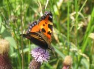 Small Tortoiseshell 2004 - Archie Lang