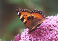 Small Tortoiseshell 2004 - Clive Burrows