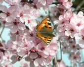 Small Tortoiseshell 2005 - Andrew Wood