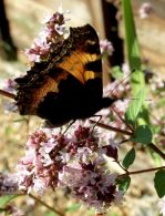 Small Tortoiseshell 2005 - Clare Gray