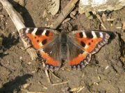 Small Tortoiseshell 2005 - Steve Lane