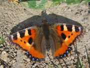 Small Tortoiseshell 2007 - Clive Burrows