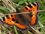 Small Tortoiseshell 2007 - Paula Greenaway