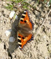 Small Tortoiseshell 2007 - Steve Lane