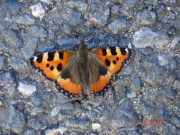 Small Tortoiseshell 2007 - Steve Pash