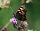 Small Tortoiseshell 2008 - Robin Pearson