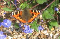 Small Tortoiseshell 2008 - Steve Kiln