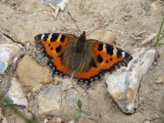 Small Tortoiseshell 2009 - Steve Pash