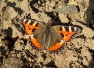 Small Tortoiseshell 2010 - Clive Burrows