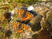 Small Tortoiseshell 2010 - Elizabeth Debenham