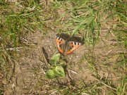 Small Tortoiseshell 2010 - Nigel Agar