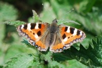 Small Tortoiseshell 2010 - Robin Pearson