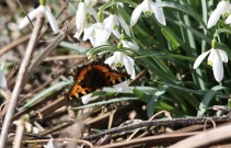 Small Tortoiseshell 2010 - Steve Lane