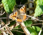 Small Tortoiseshell 2011 - Andrew Wood