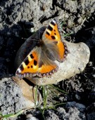 Small Tortoiseshell 2011 - Dave Miller