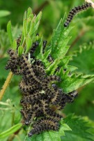 Small Tortoiseshell 2011 - Lee Browne