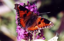 Aberrant Small Tortoiseshell 2001 - Keith Mitchell