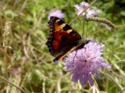 Small Tortoiseshell 2003 - Bob Clift