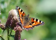 Small Tortoiseshell 2008 - Robin Pearson