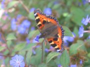 Small Tortoiseshell 2008 - Steve Kiln