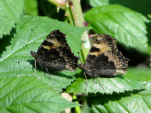 Small Tortoiseshells 2010 - Dave Miller