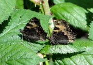 Small Tortoiseshell 2010 - Dave Miller