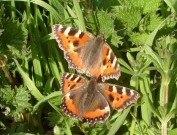 Small Tortoiseshell 2010 - Clive Burrows