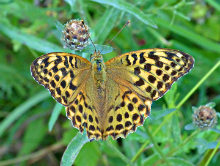 Silver-washed Fritillary 2017 - Peter Clarke