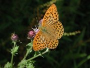 Silver-washed Fritillary 2001 - Nick Sampford