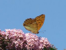 Silver-washed Fritillary 2006 - Chris Beach