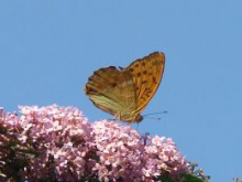 Silver-washed Fritillary 2006 - Chris Beach