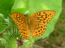 Silver-washed Fritillary (m) 2006 - Geoff Horn