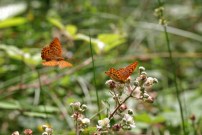 Silver-washed Fritillary 2008 - Glen Barnes