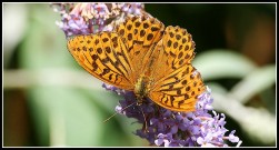 Silver-washed Fritillary 2010 - Malcolm Newland