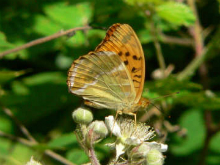 Silver-washed Fritillary 2006 - Steve Lane