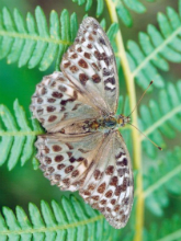 Silver-washed Fritillary Valezina - Sandra Standbridge