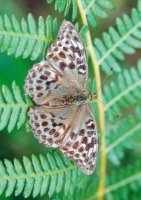 Silver-washed Fritillary Valezina - Sandra Standbridge