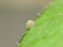 White Admiral egg 2006 - Glen Barnes