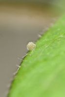 White Admiral egg 2006 - Glen Barnes