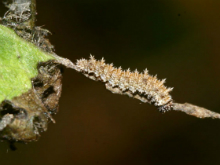 White Admiral caterpillar 2006 - Glen Barnes