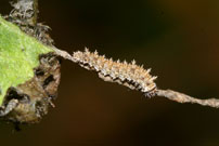 White Admiral caterpillar 2006 - Glen Barnes