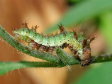 White Admiral larvae 2005 - Andrew Middleton