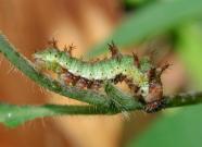 White Admiral larvae 2005 - Andrew Middleton