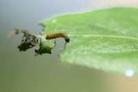 White Admiral caterpillar 2006 - Glen Barnes